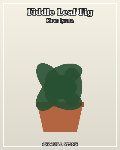 Photo of Fiddle Leaf Fig